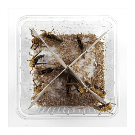 Levende sprinkhanen s/m, doosje van 15 stuks