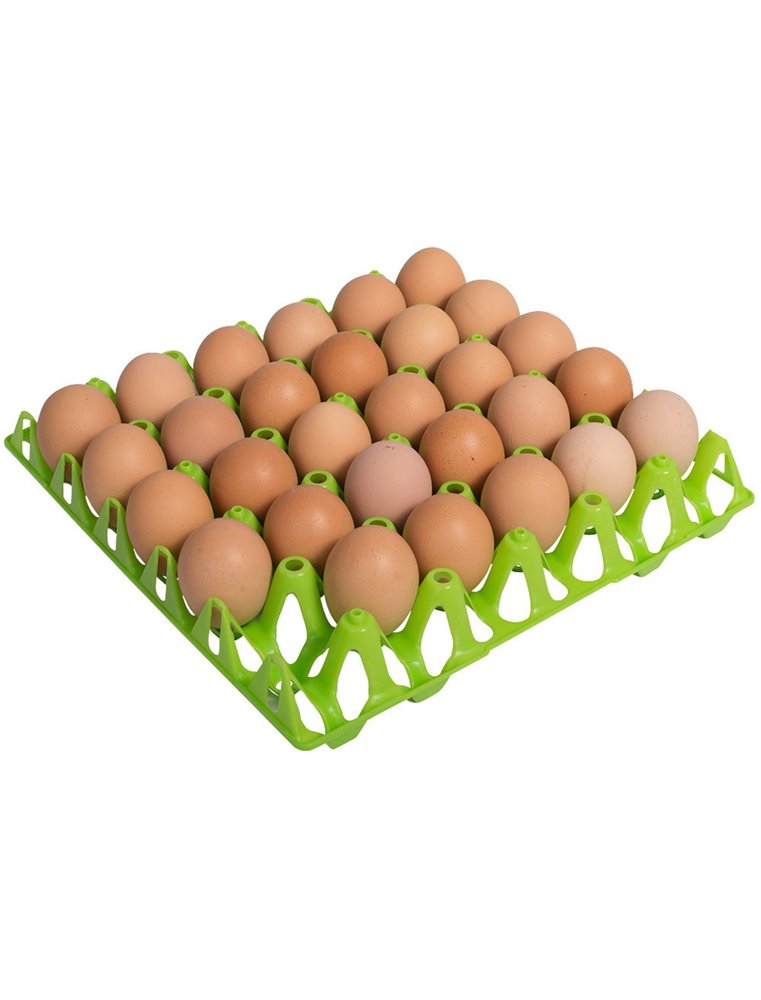 Eier tray voor 30 eieren groen