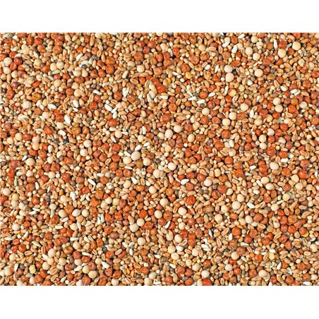 Jonge duiven maxi natural p30