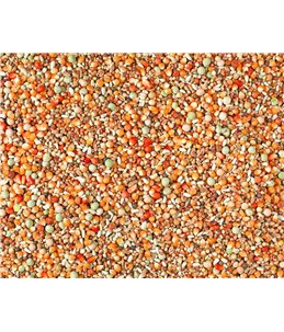 JONGE DUIVEN 2M POPCORN MAIS