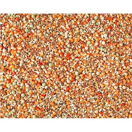 Jonge duiven 2m popcorn mais