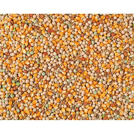 Jonge duiven franse mais natural p60