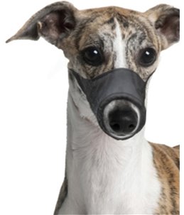 Muilband nylon xs 15cm 39-51cm zwart