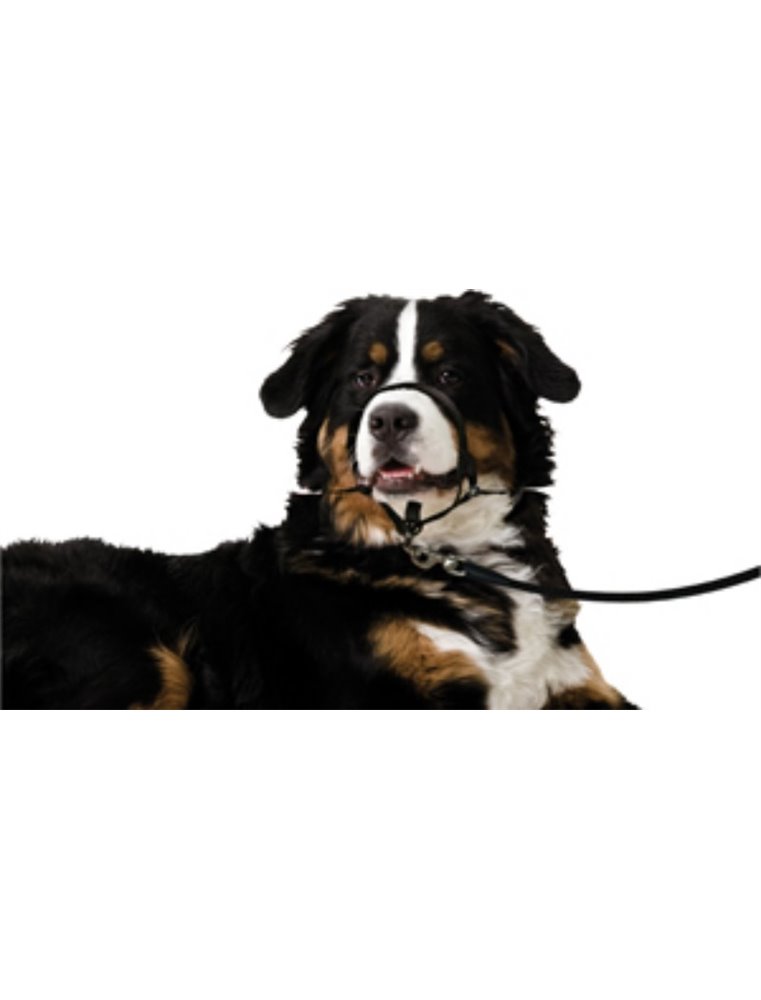 Easy leader zwart - xl